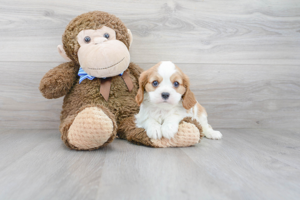 Popular Cavalier King Charles Spaniel Purebred Pup