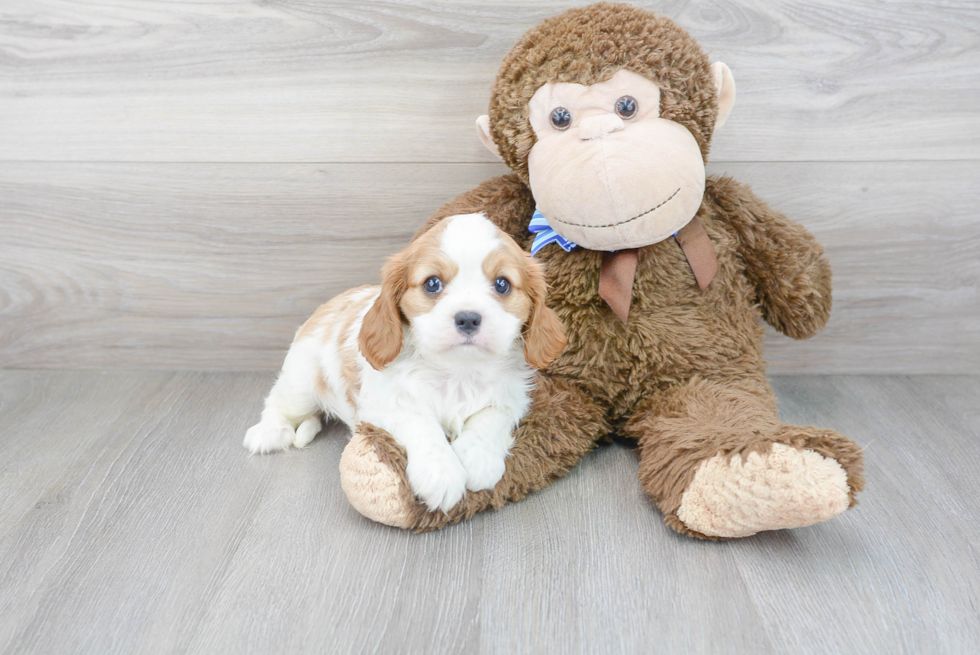 Playful Cavalier King Charles Spaniel Purebred Pup