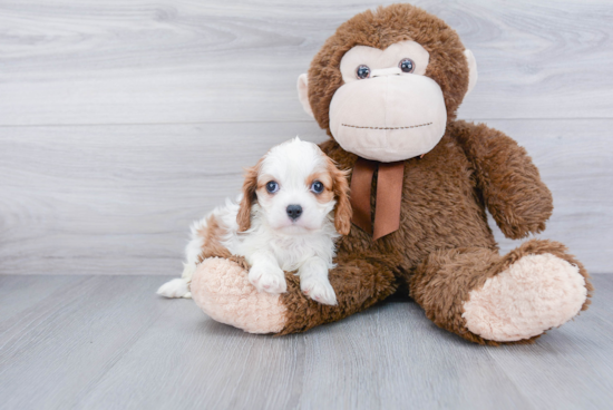 Popular Cavalier King Charles Spaniel Purebred Pup