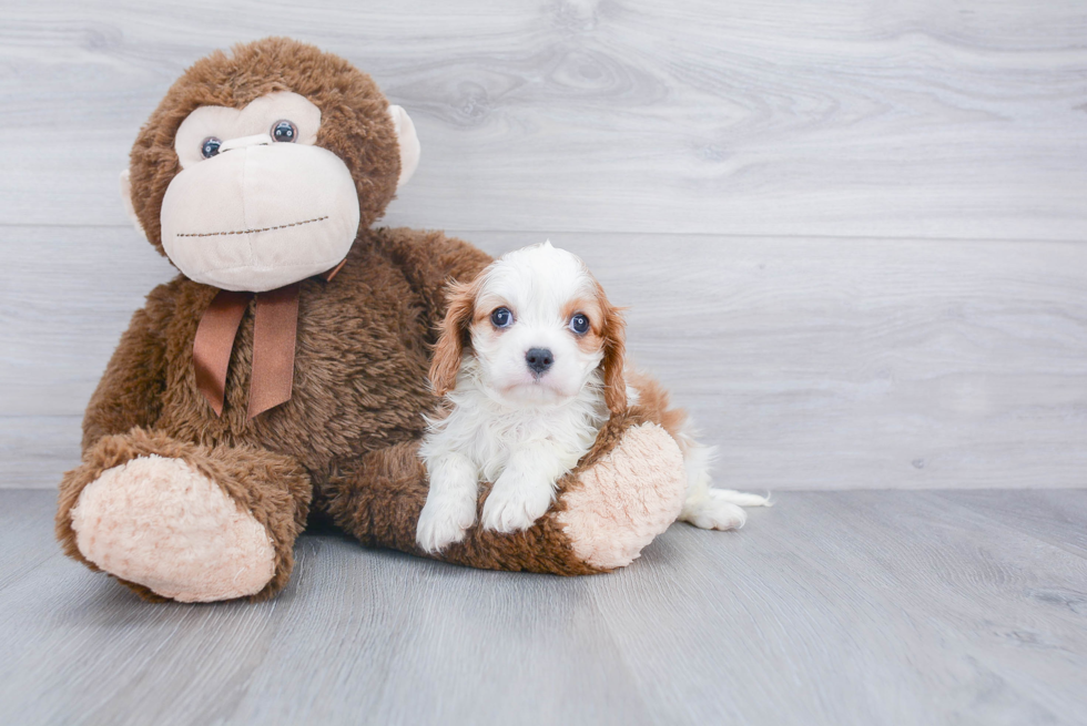 Cavalier King Charles Spaniel Pup Being Cute