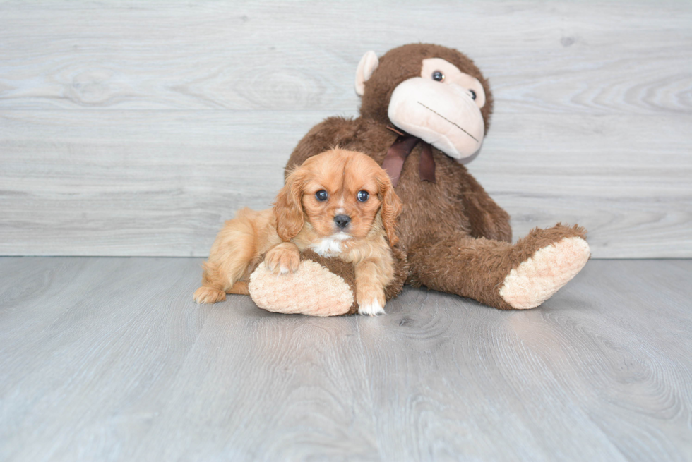 Akc Registered Cavalier King Charles Spaniel Baby