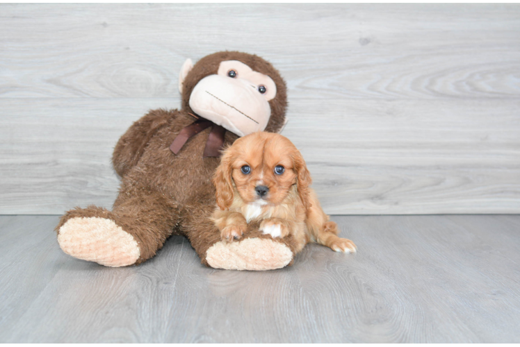 Cavalier King Charles Spaniel Pup Being Cute