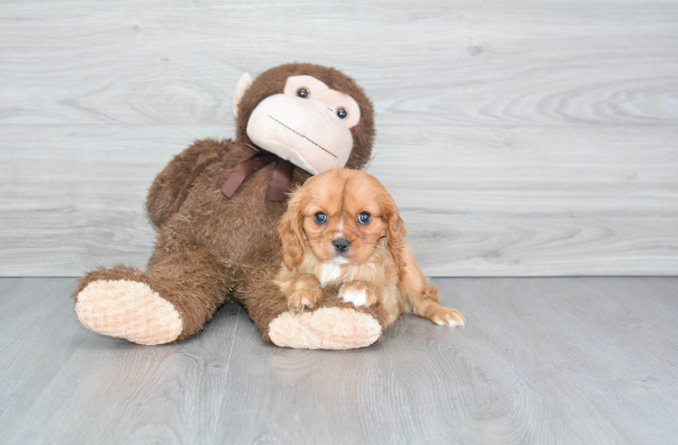 Cavalier King Charles Spaniel Pup Being Cute