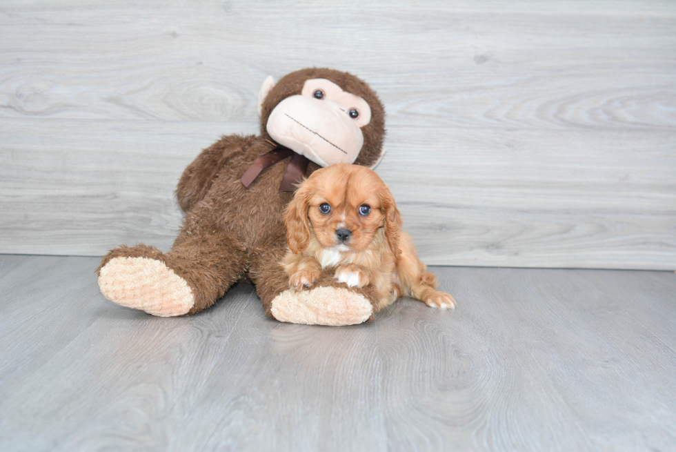 Cavalier King Charles Spaniel Puppy for Adoption