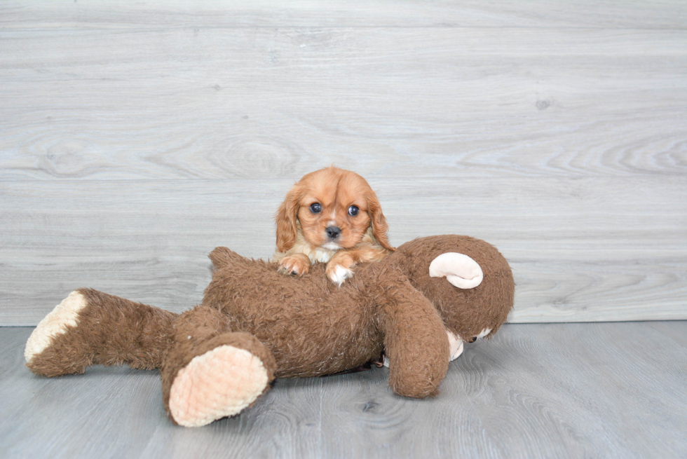 Fluffy Cavalier King Charles Spaniel Purebred Puppy