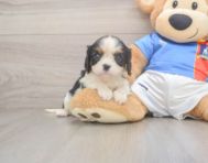 5 week old Cavalier King Charles Spaniel Puppy For Sale - Premier Pups