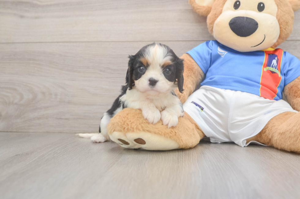 5 week old Cavalier King Charles Spaniel Puppy For Sale - Premier Pups