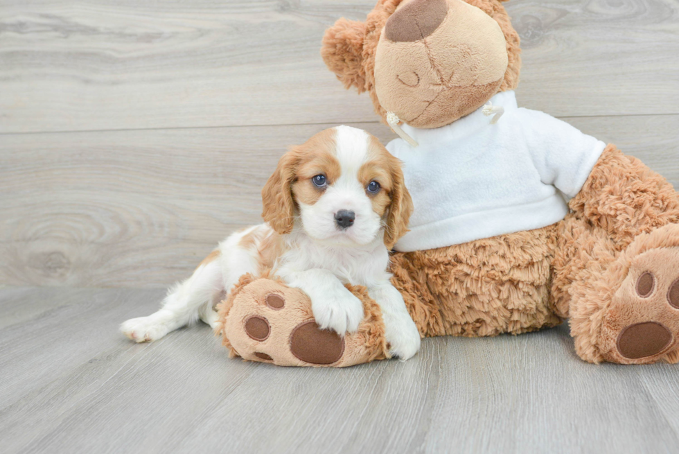 Popular Cavalier King Charles Spaniel Baby