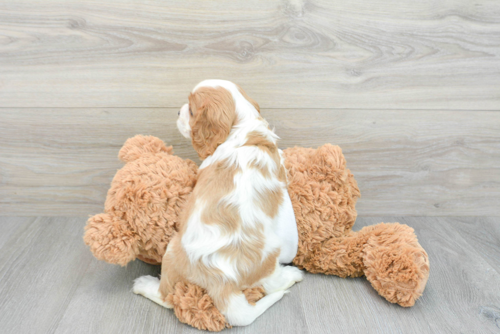 Playful Cavalier King Charles Spaniel Baby