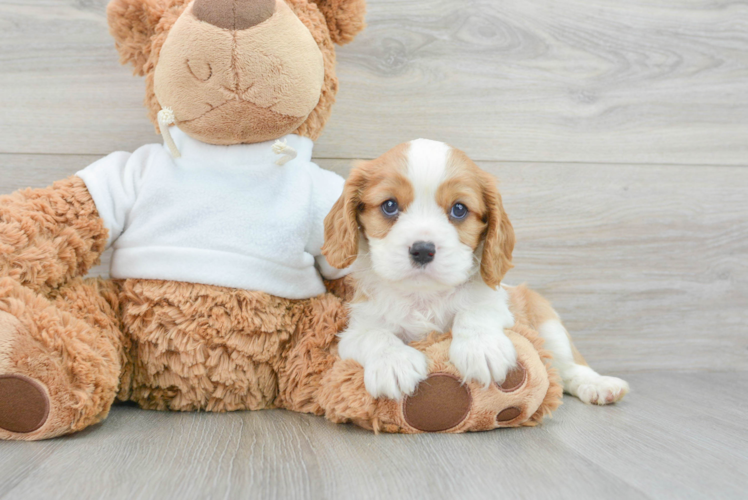 Friendly Cavalier King Charles Spaniel Purebred Pup