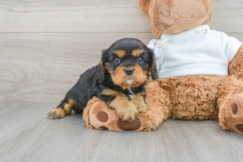 Best Cavalier King Charles Spaniel Baby