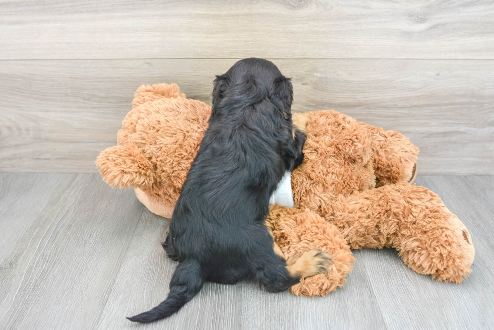 Cavalier King Charles Spaniel Pup Being Cute