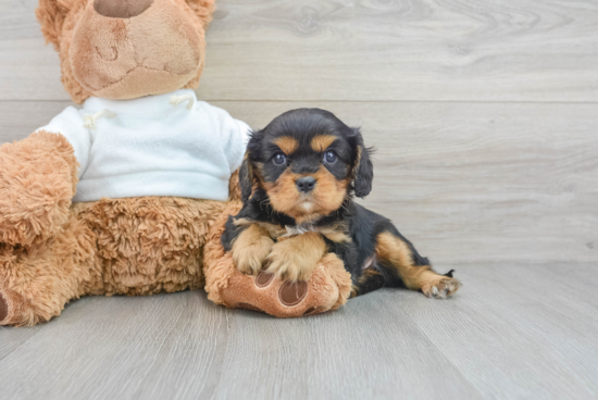 Best Cavalier King Charles Spaniel Baby