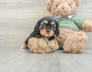 7 week old Cavalier King Charles Spaniel Puppy For Sale - Premier Pups