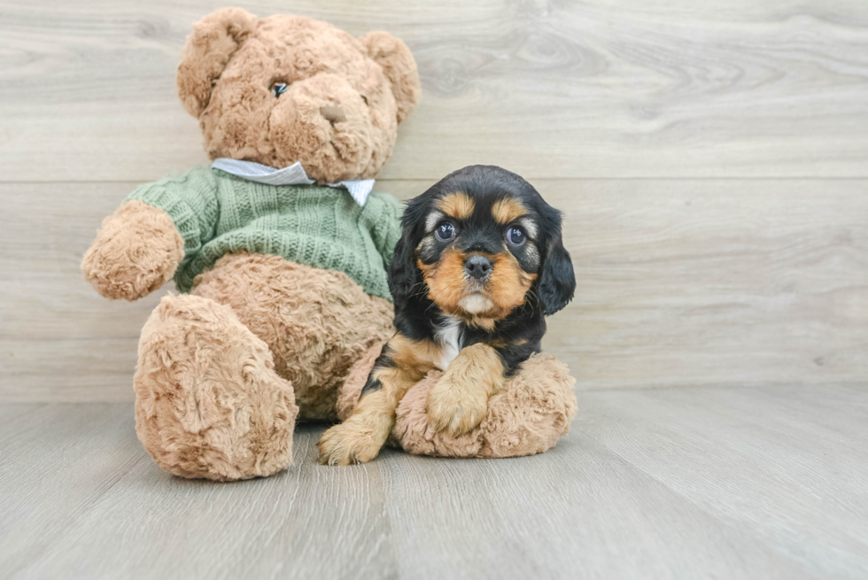 Popular Cavalier King Charles Spaniel Baby