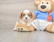 5 week old Cavalier King Charles Spaniel Puppy For Sale - Premier Pups