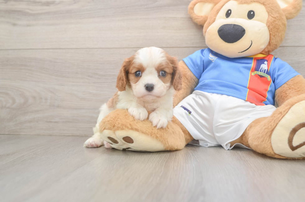 5 week old Cavalier King Charles Spaniel Puppy For Sale - Premier Pups