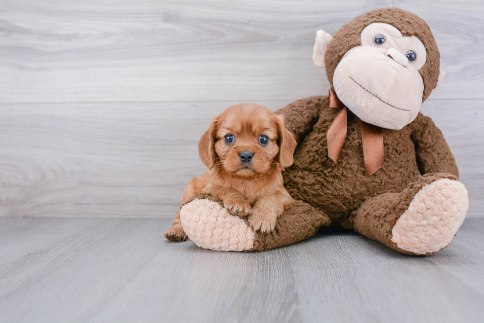 Hypoallergenic Cavalier King Charles Spaniel Baby