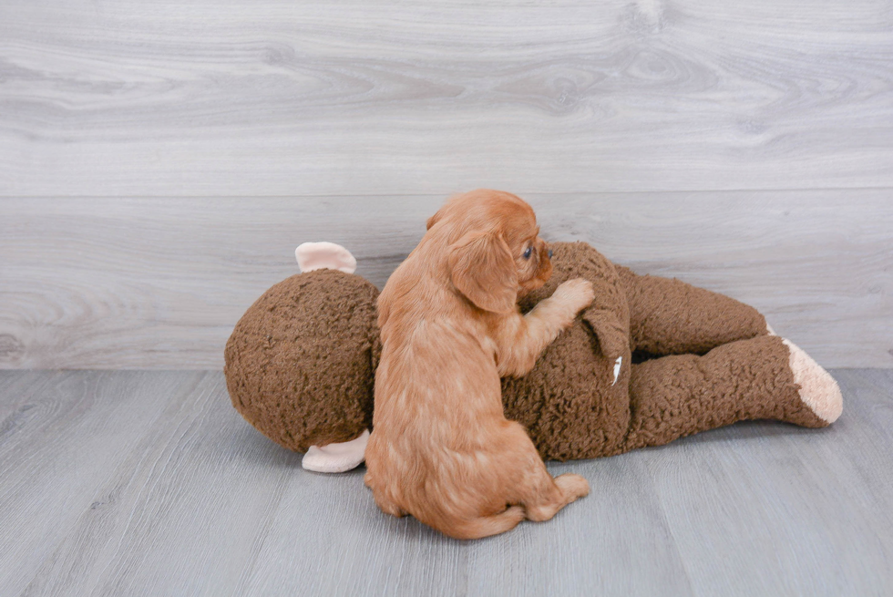 Small Cavalier King Charles Spaniel Baby