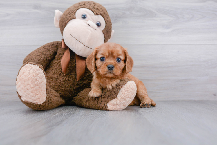 Best Cavalier King Charles Spaniel Baby