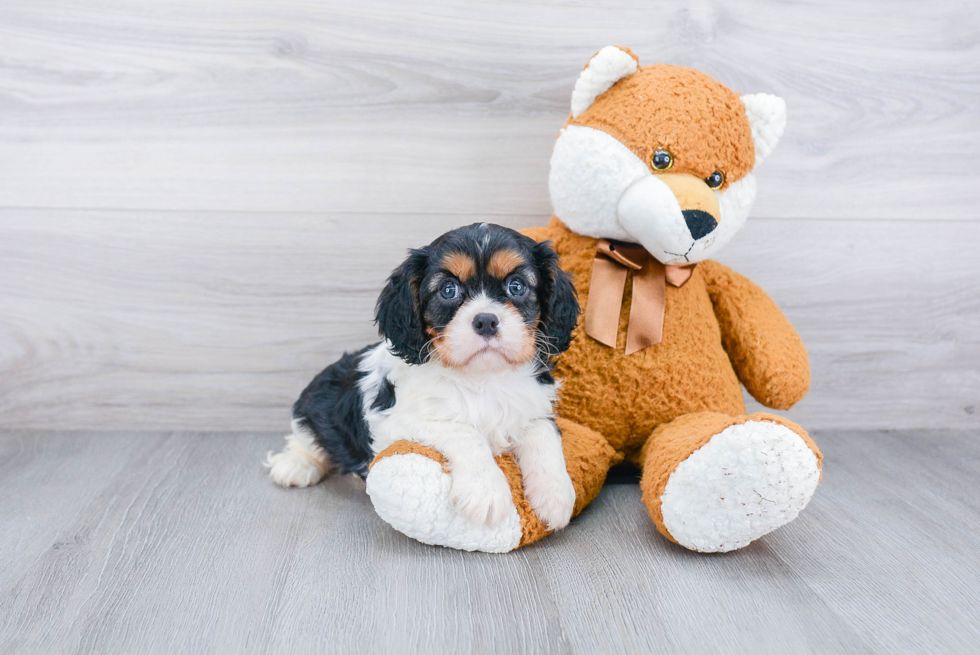 Funny Cavalier King Charles Spaniel Purebred Pup