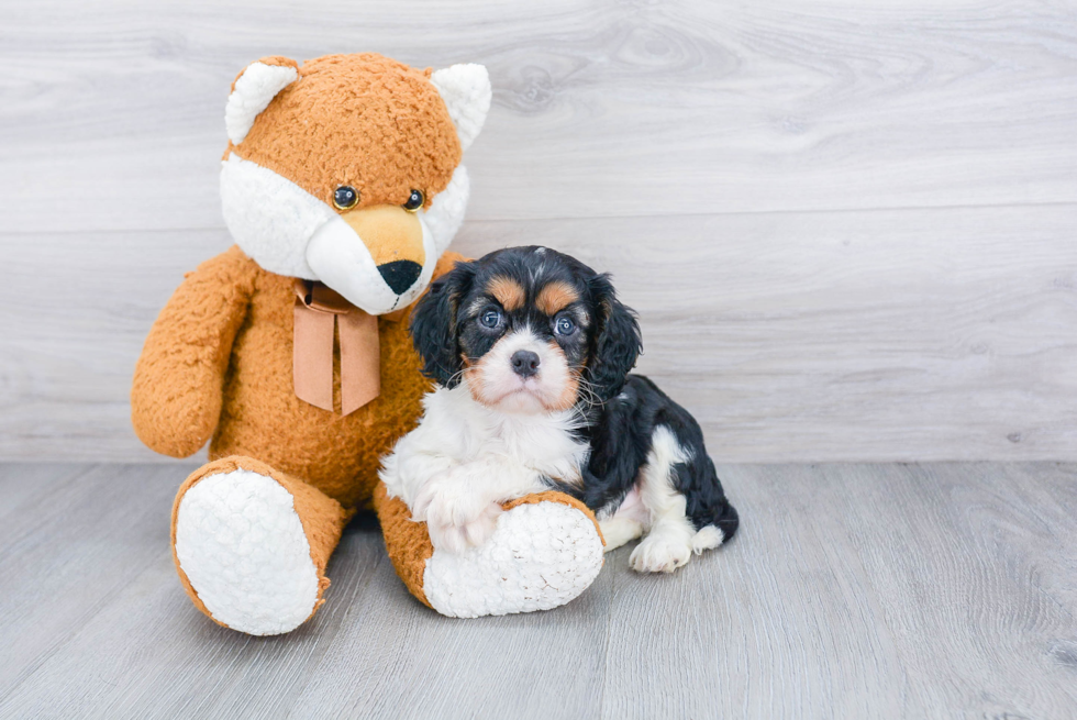 Fluffy Cavalier King Charles Spaniel Purebred Puppy