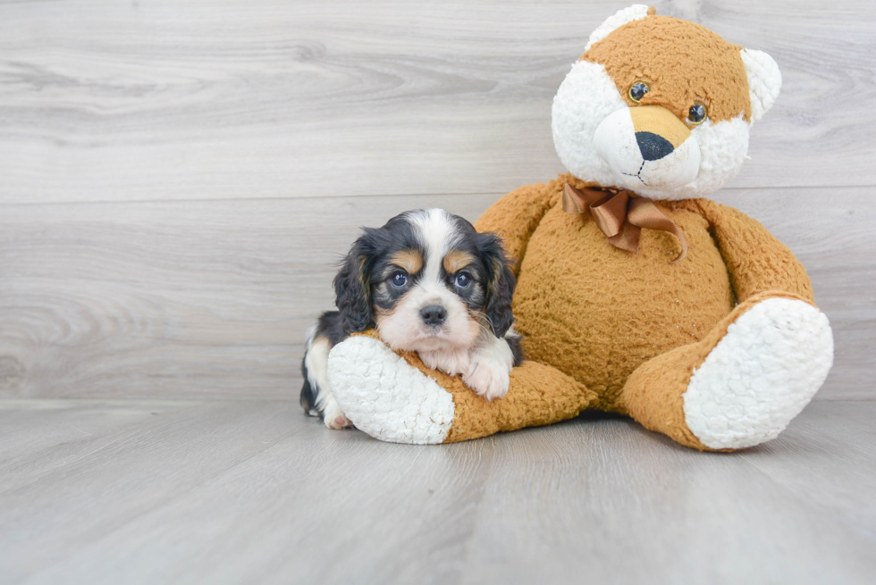 Smart Cavalier King Charles Spaniel Purebred Puppy