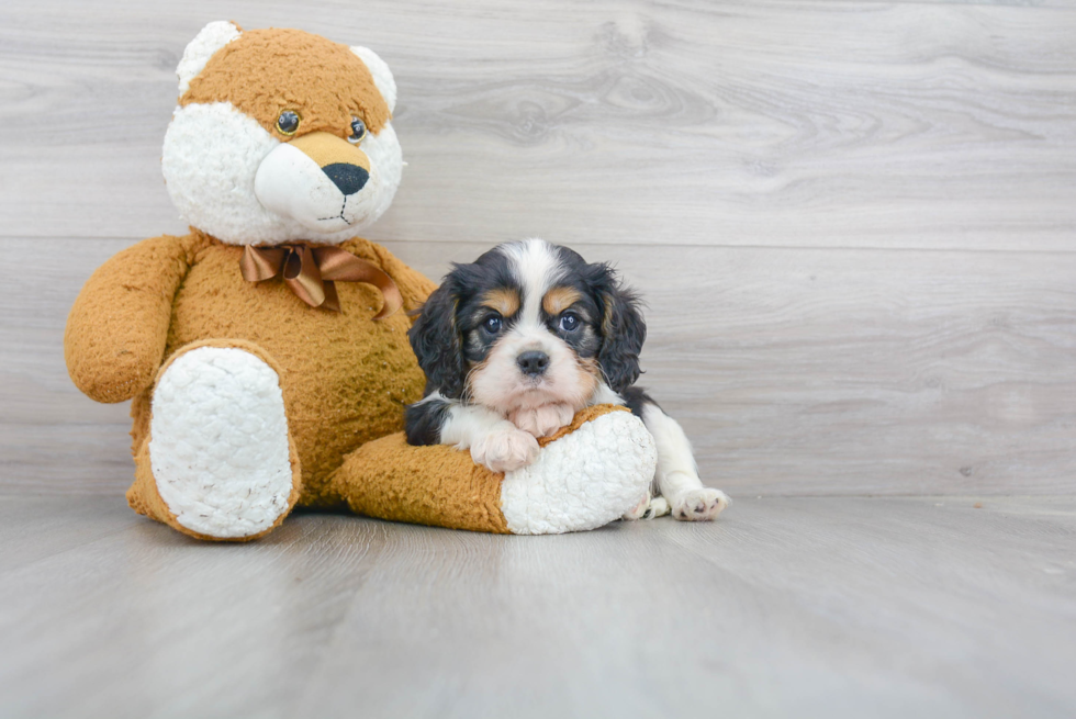 Little Cavalier King Charles Spaniel Baby