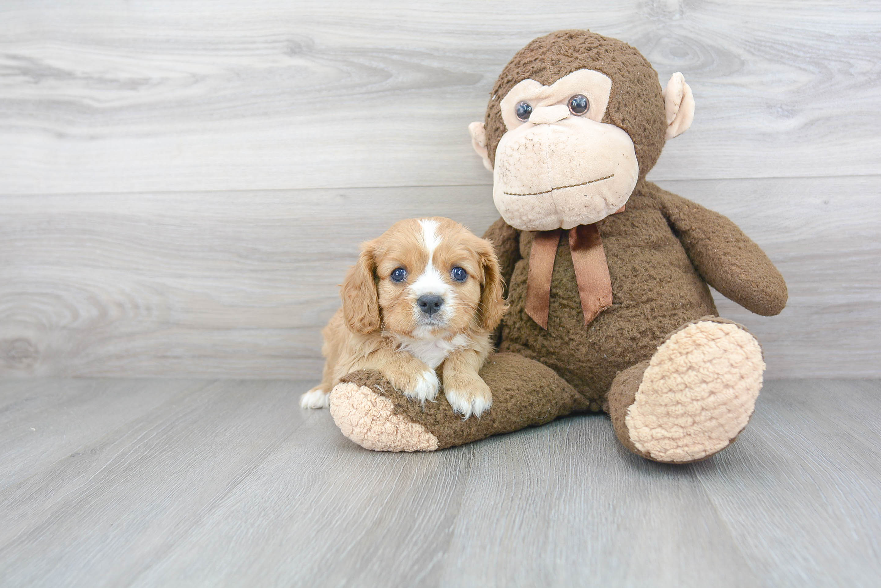 Popular Cavalier King Charles Spaniel Baby