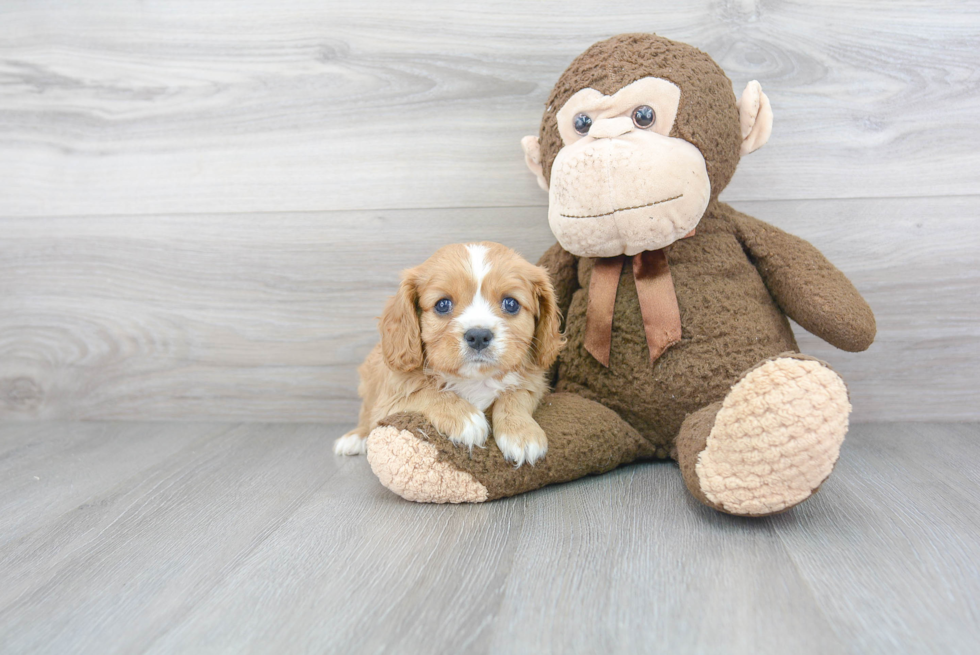 Popular Cavalier King Charles Spaniel Baby