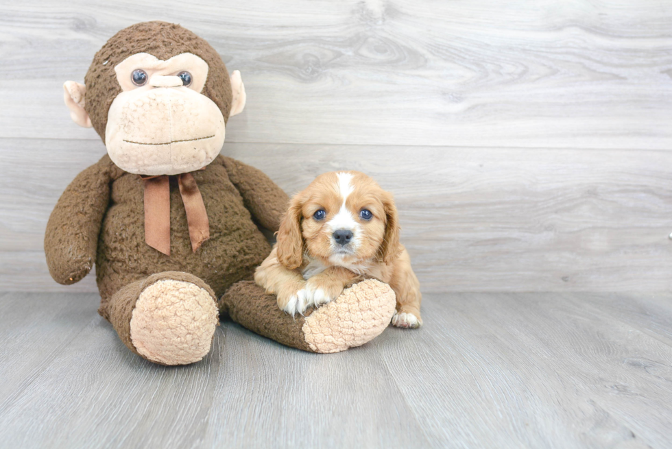 Cavalier King Charles Spaniel Puppy for Adoption