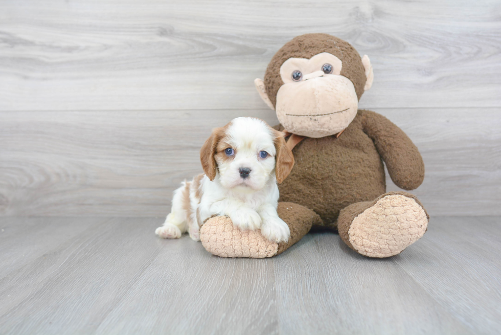 Popular Cavalier King Charles Spaniel Purebred Pup