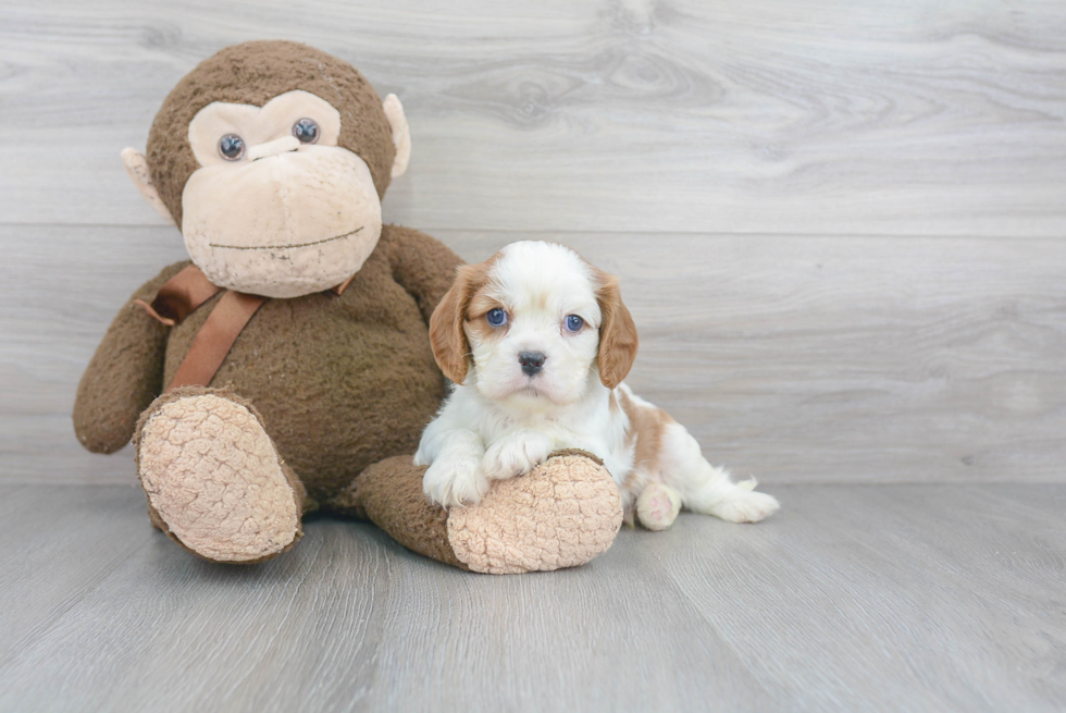 Playful Cavalier King Charles Spaniel Purebred Pup