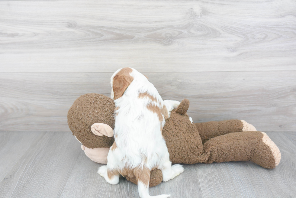 Hypoallergenic Cavalier King Charles Spaniel Purebred Pup