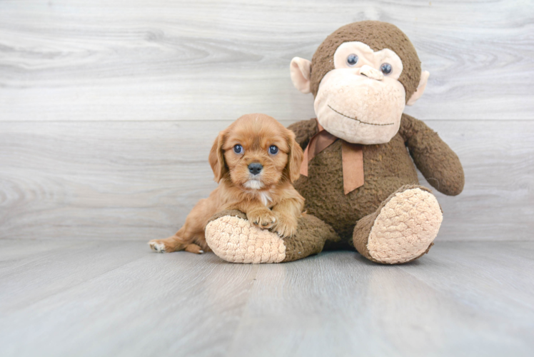 Best Cavalier King Charles Spaniel Baby