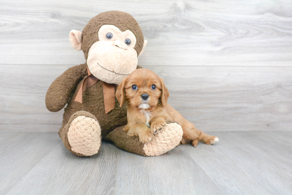 Fluffy Cavalier King Charles Spaniel Purebred Puppy