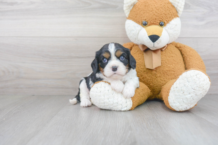 Friendly Cavalier King Charles Spaniel Purebred Pup