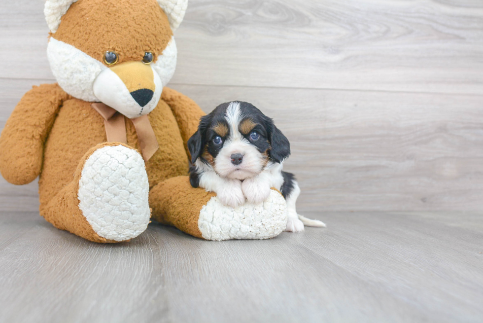 Popular Cavalier King Charles Spaniel Purebred Pup