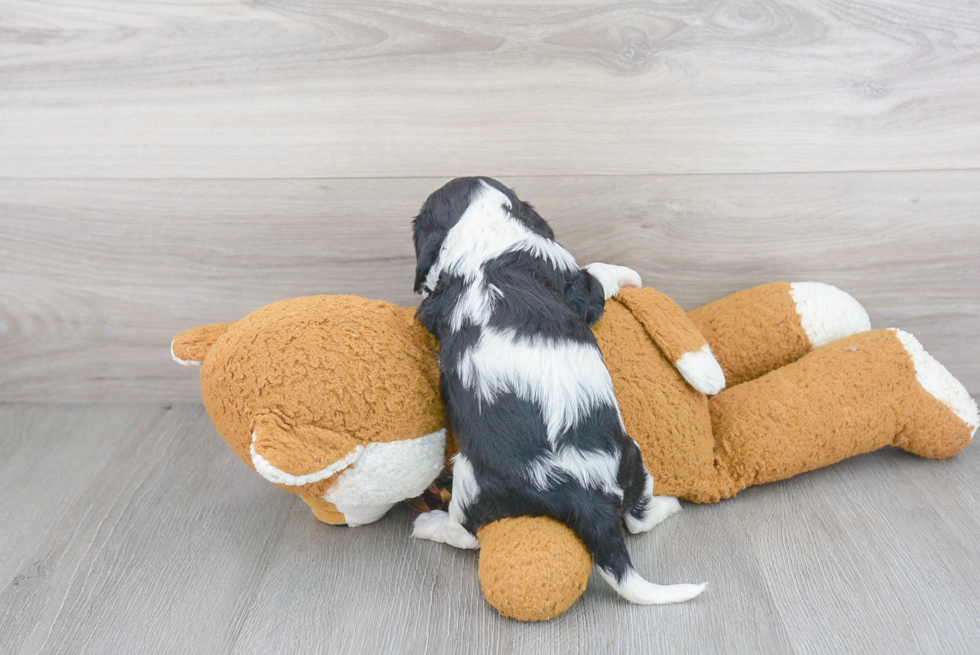 Cavalier King Charles Spaniel Pup Being Cute