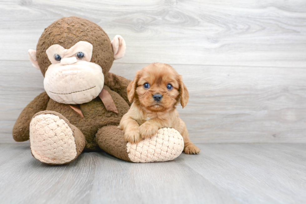 Cavalier King Charles Spaniel Pup Being Cute