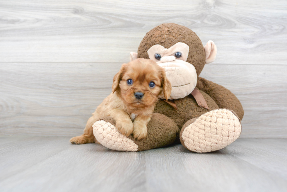 Cavalier King Charles Spaniel Pup Being Cute