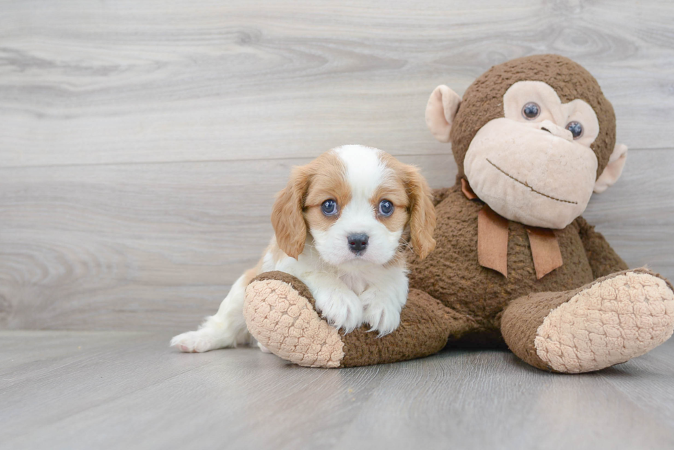 Energetic Cavalier King Charles Spaniel Purebred Puppy