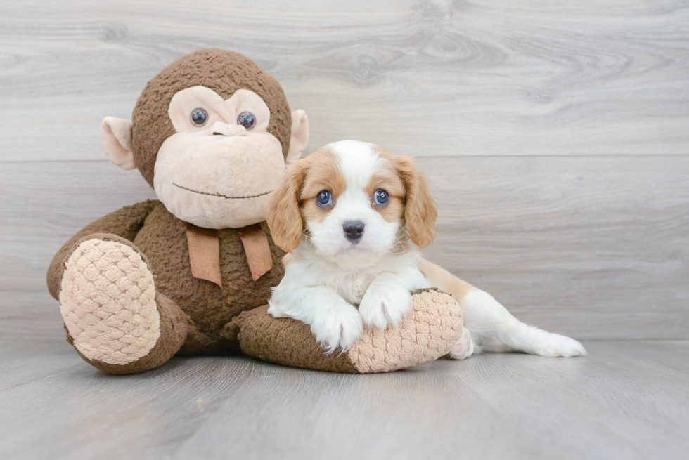 Best Cavalier King Charles Spaniel Baby