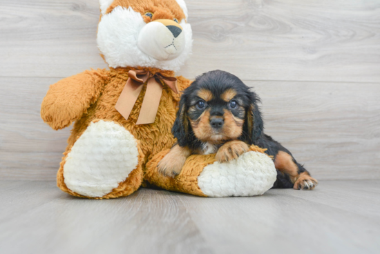 Energetic Cavalier King Charles Spaniel Purebred Puppy