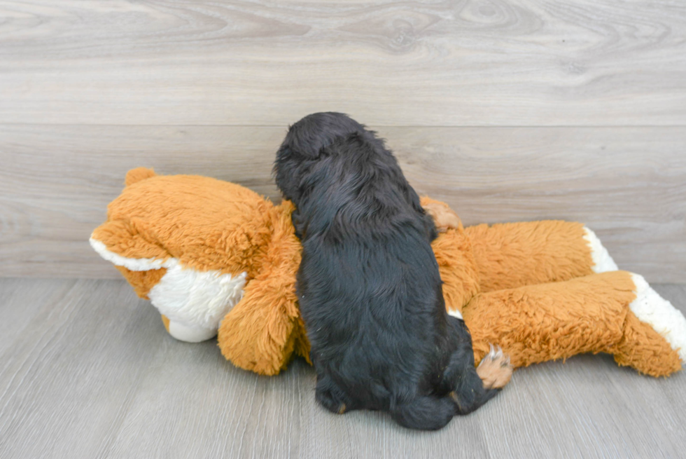 Cavalier King Charles Spaniel Pup Being Cute