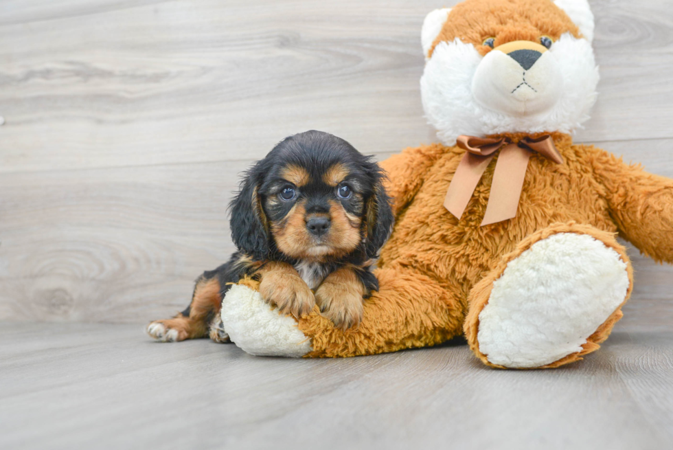 Small Cavalier King Charles Spaniel Baby