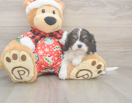5 week old Cavalier King Charles Spaniel Puppy For Sale - Premier Pups