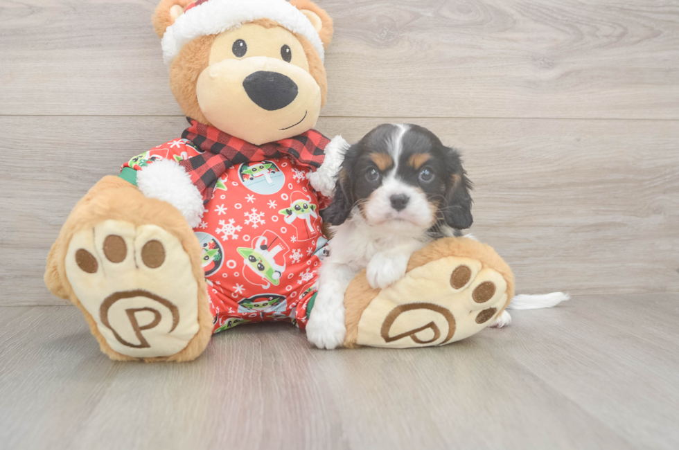 5 week old Cavalier King Charles Spaniel Puppy For Sale - Premier Pups