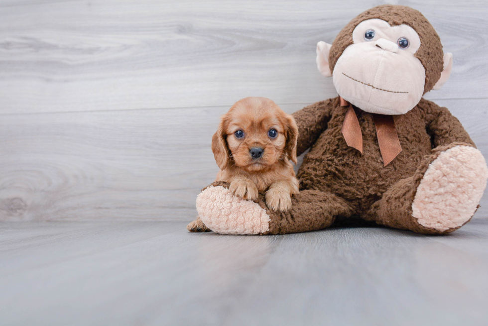 Cavalier King Charles Spaniel Puppy for Adoption