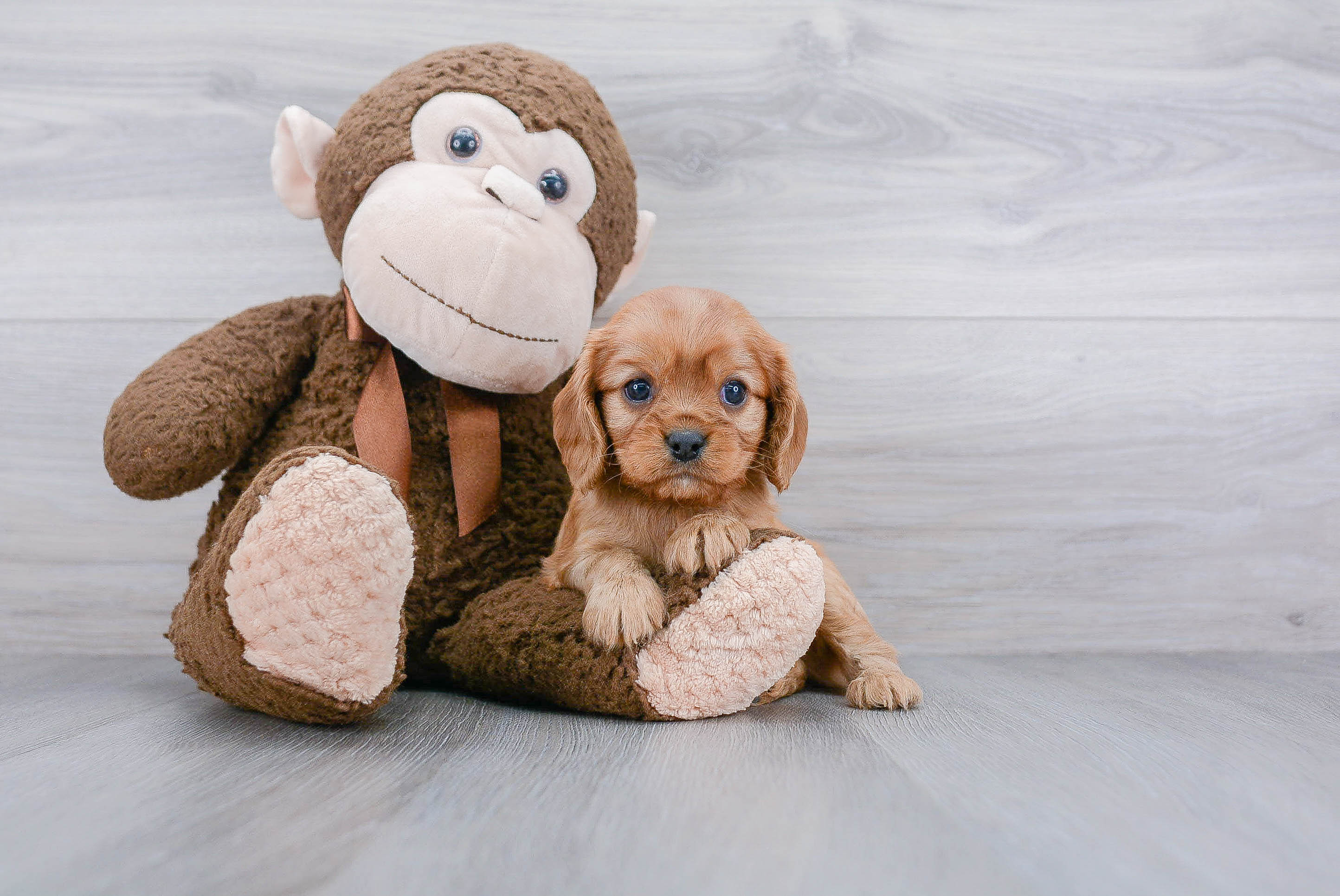 Hypoallergenic Cavalier King Charles Spaniel Baby